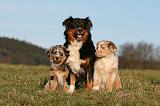 BERGER AUSTRALIEN - ADULT & PUPPY 129